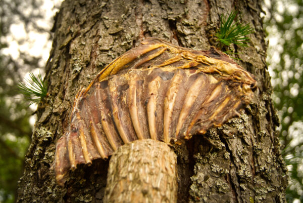 Rådyr ribbe <div class="product-title-en">Deer rib</div> - Bilde 2