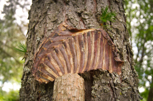Rådyr ribbe <div class="product-title-en">Deer rib</div> - Bilde 3