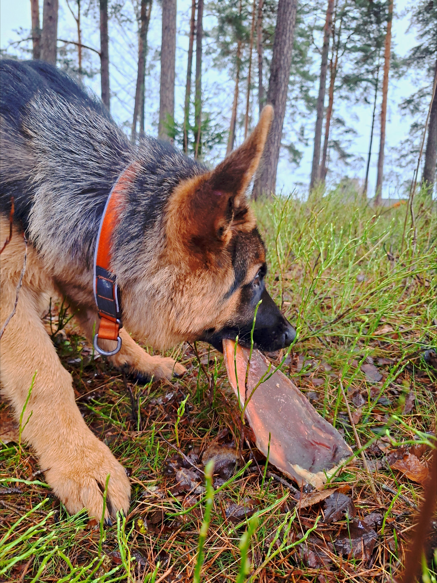 Storfe skulderblad - Bilde 3